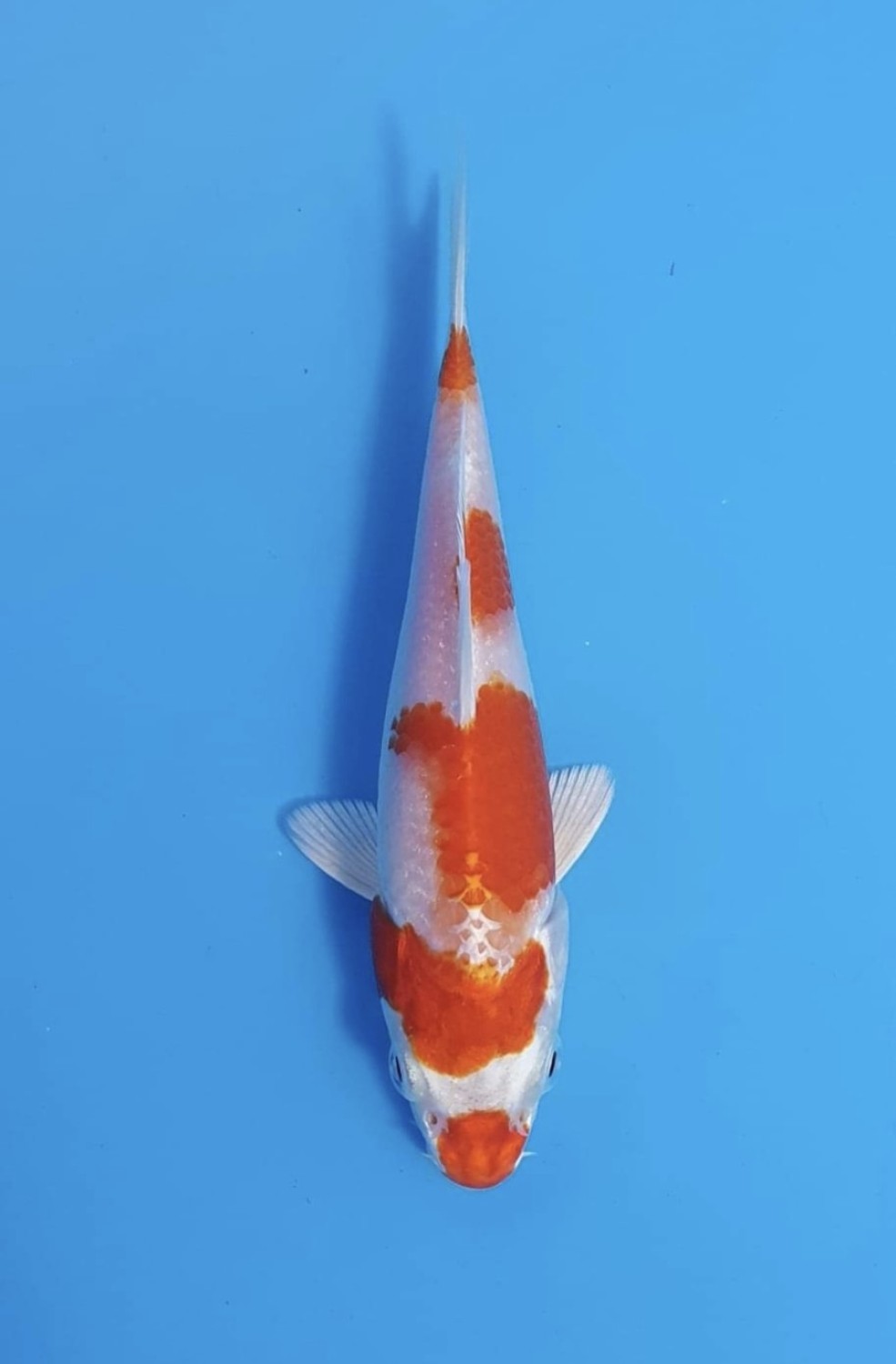 Juara 5