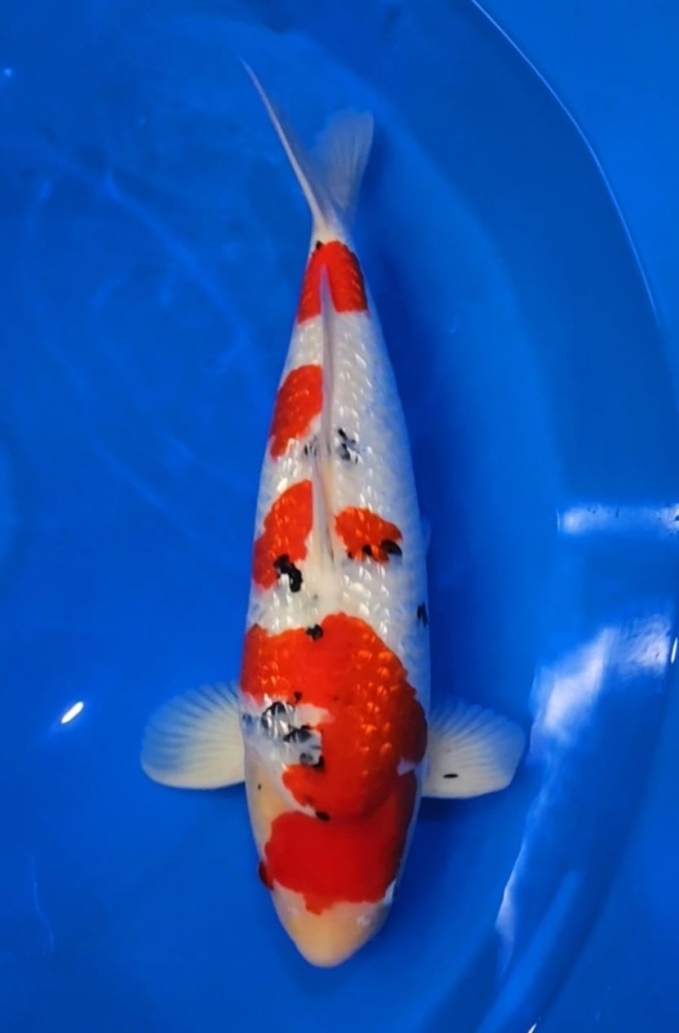 Juara 1
