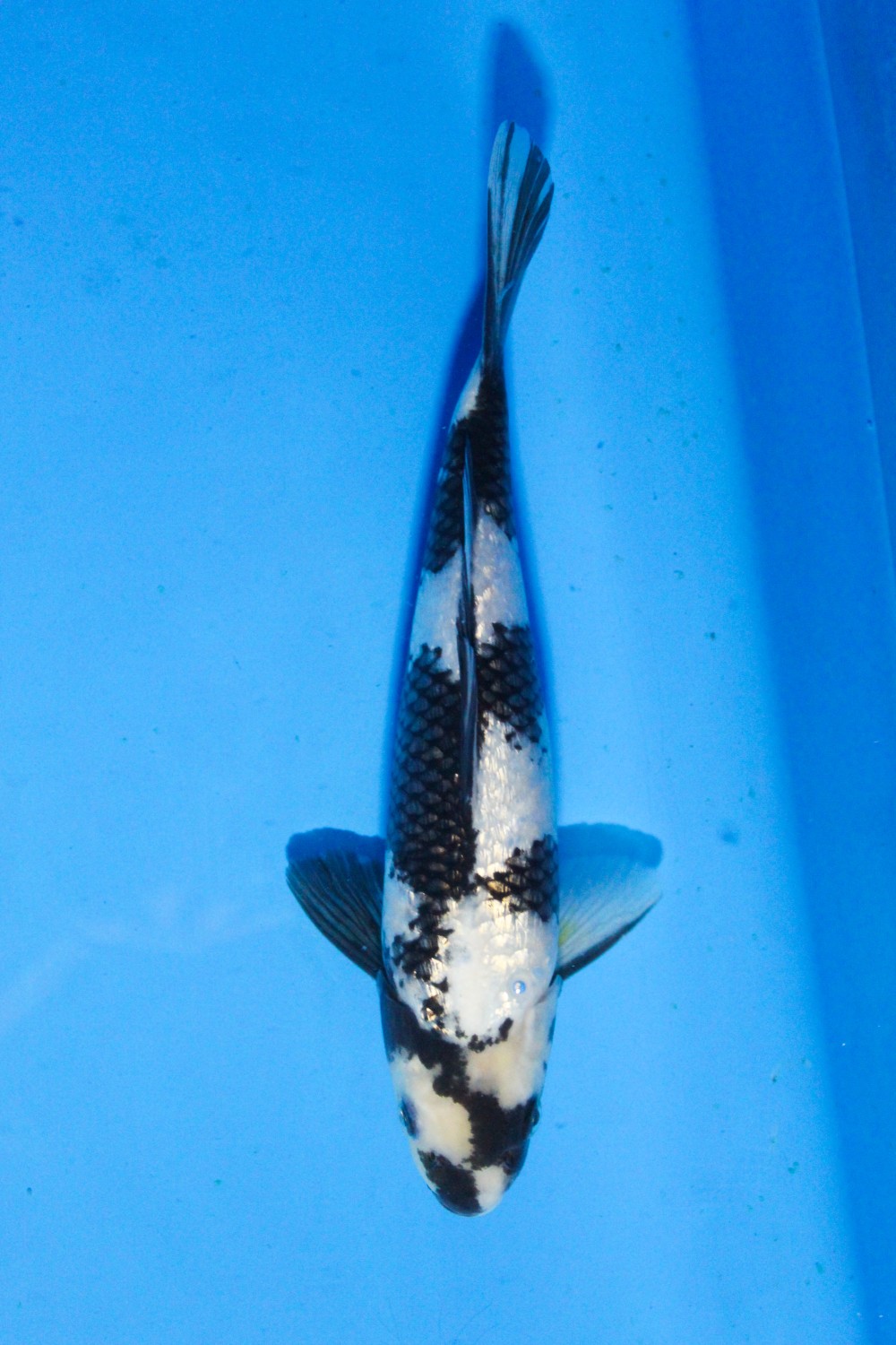 Juara 5