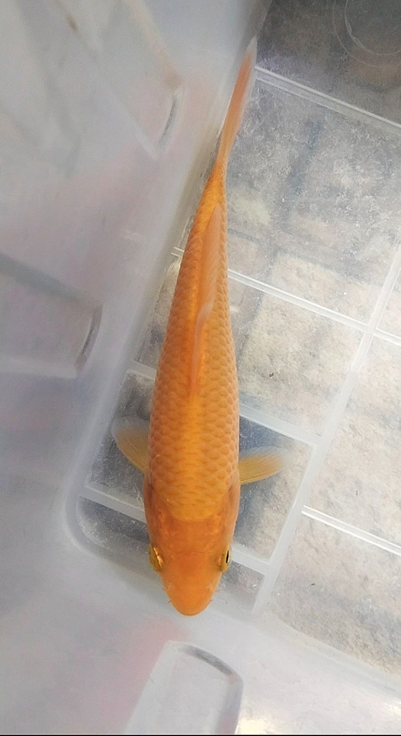 Juara 1