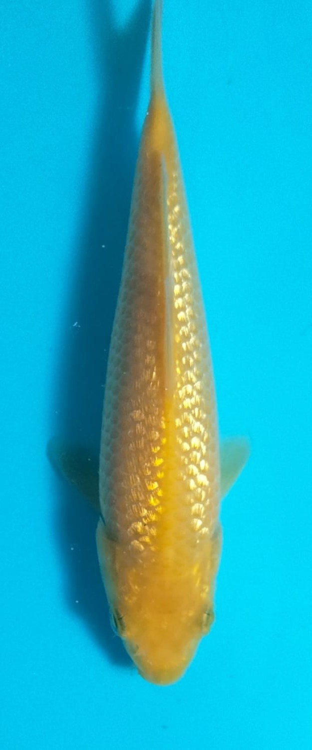 Juara 5