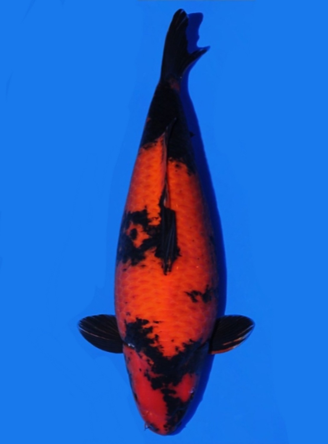 Juara 1