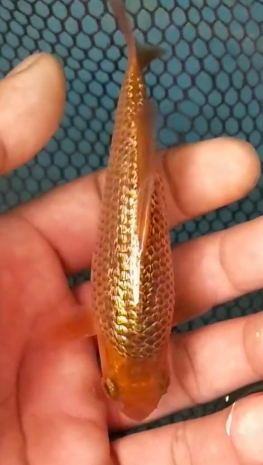 Juara 1