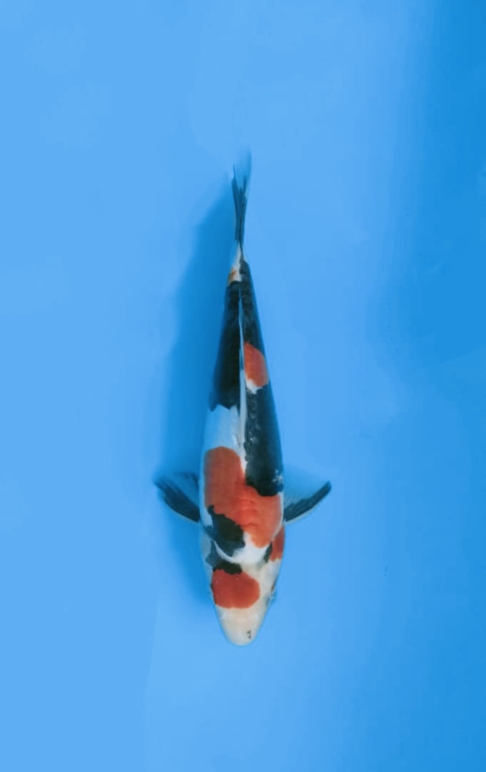 Juara 5