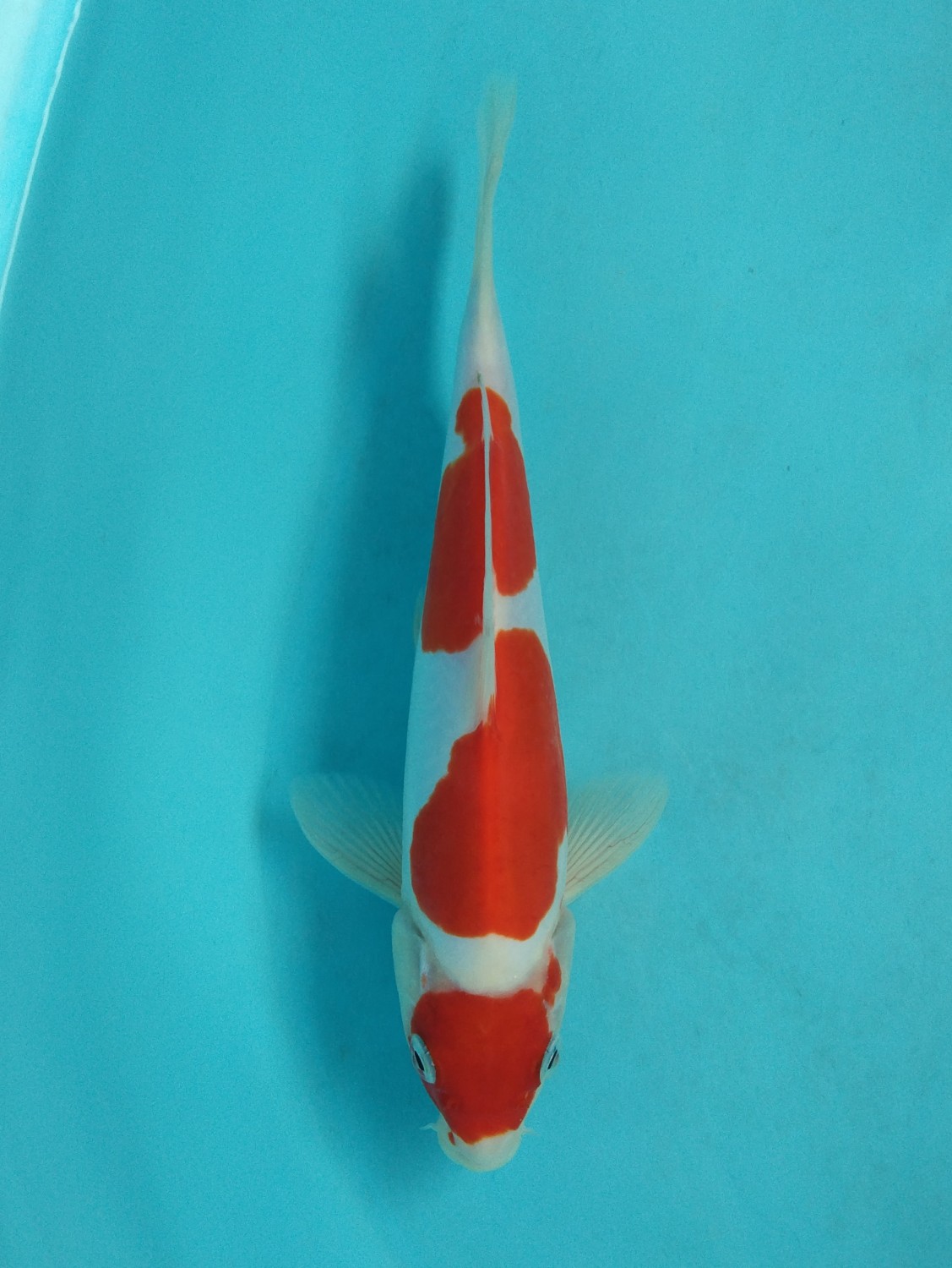 Juara 2