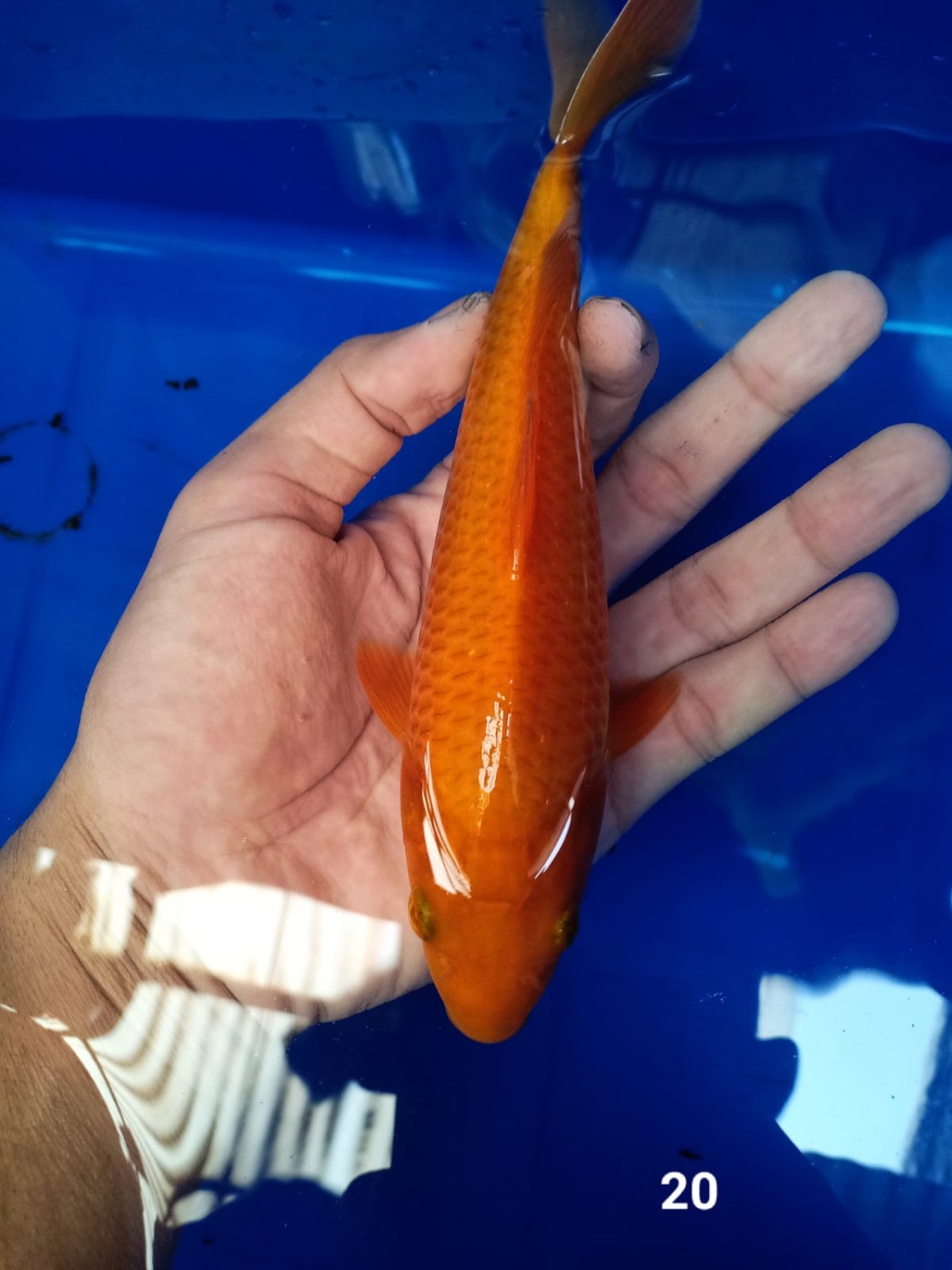 Juara 2