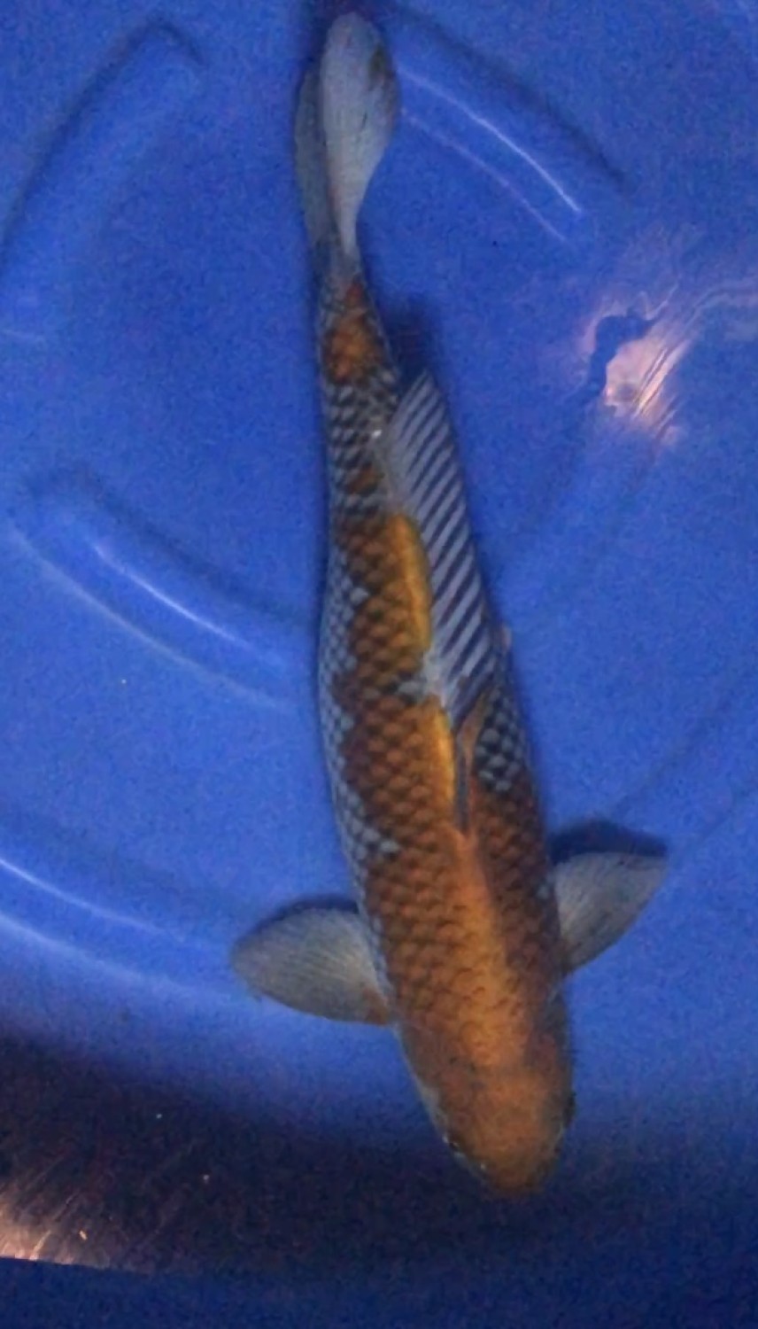 Best In Size B 51 - 55 cm