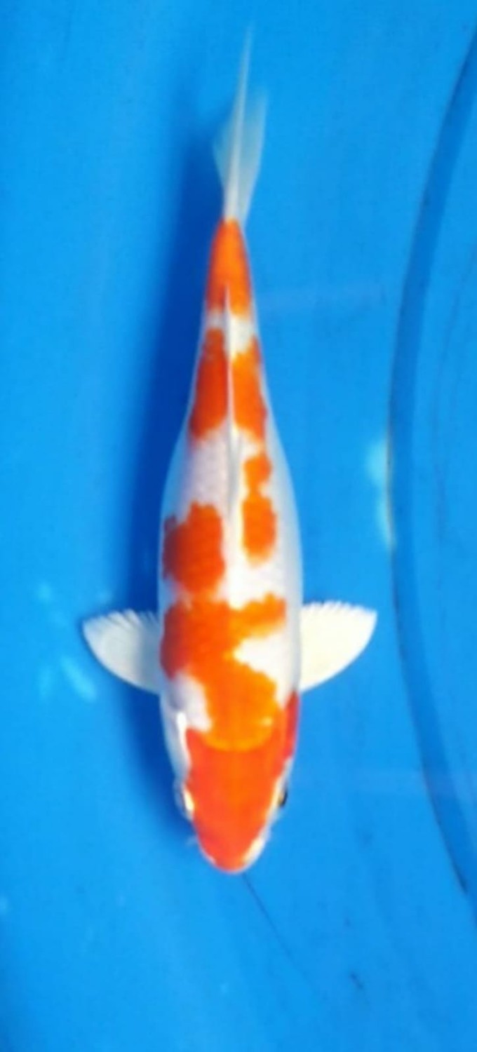 Juara 1