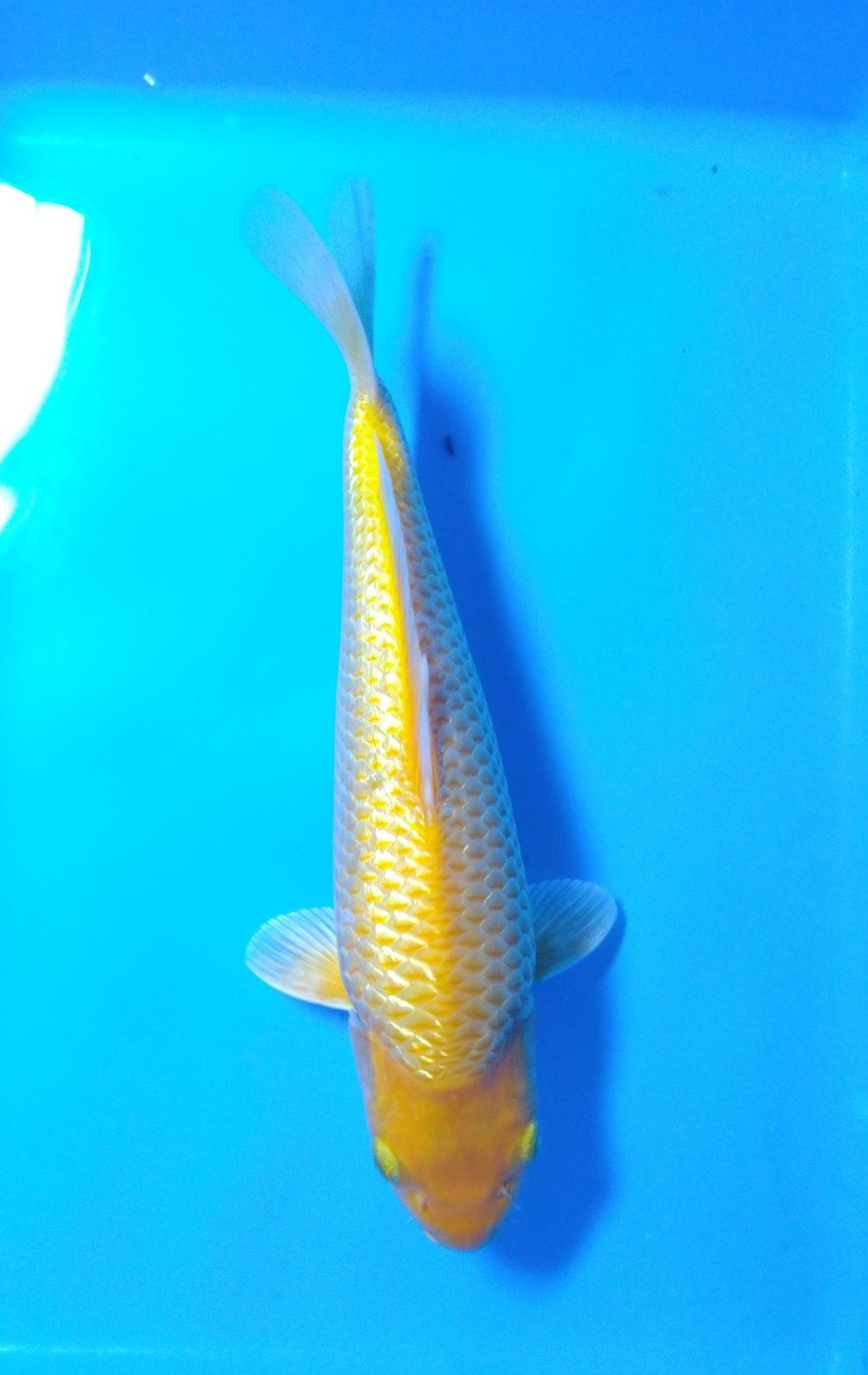 Juara 1