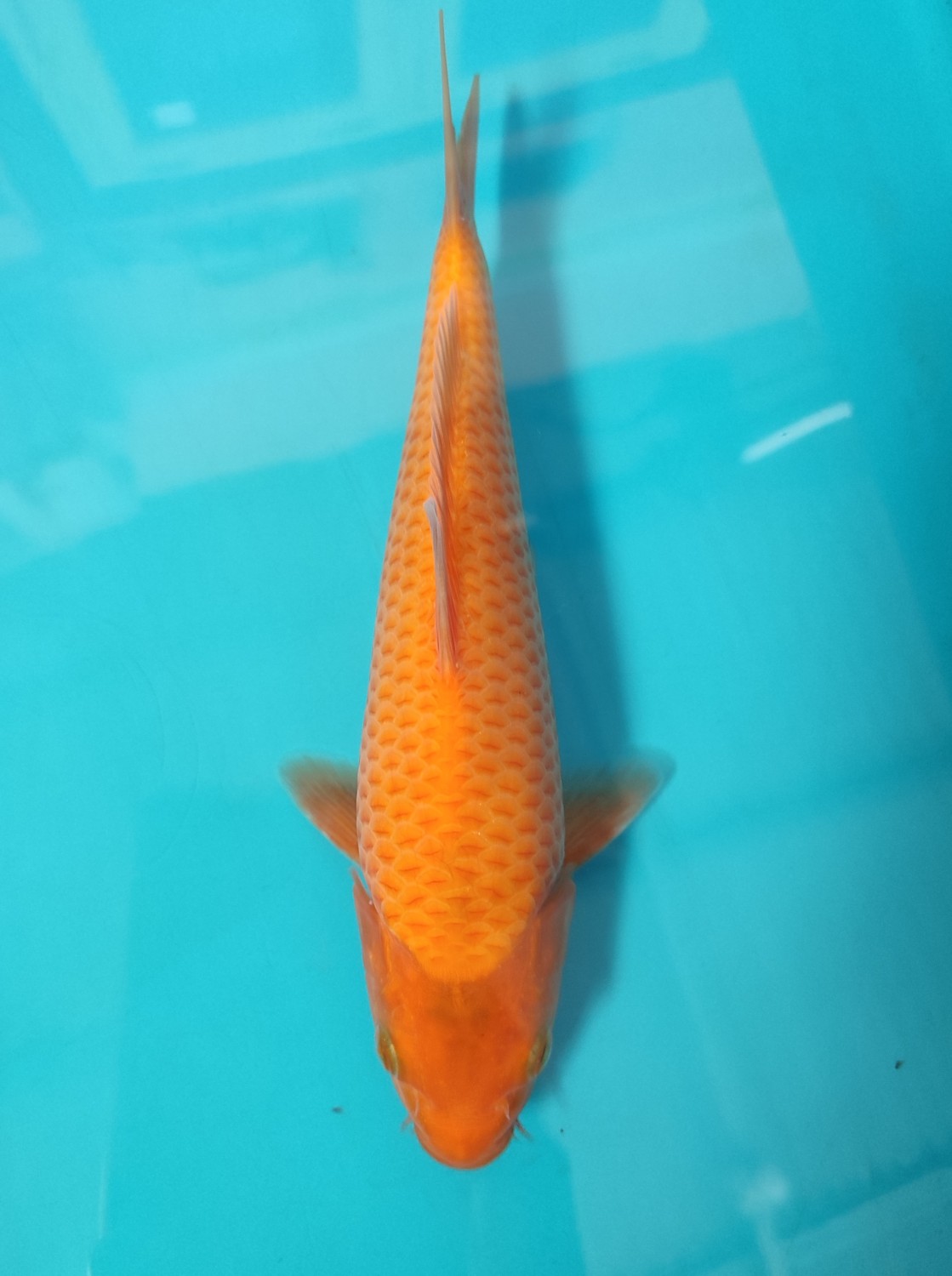 Best In Size E 16 - 20 cm