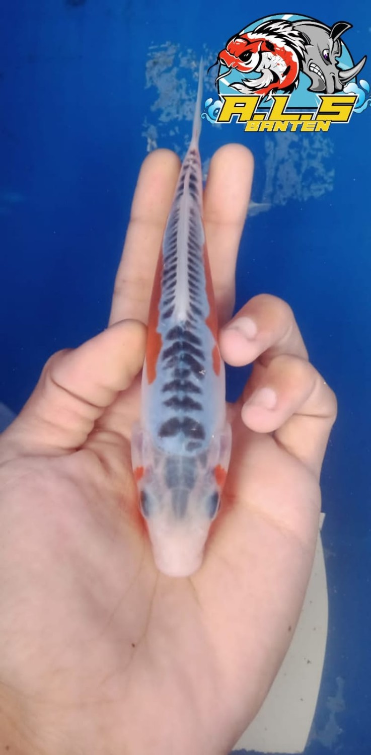 Best In Size D 11-15 cm