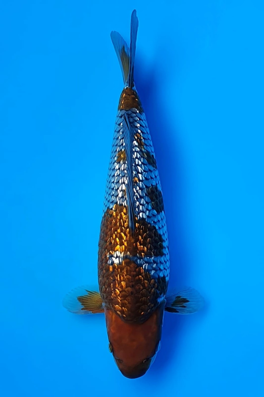 Juara 3
