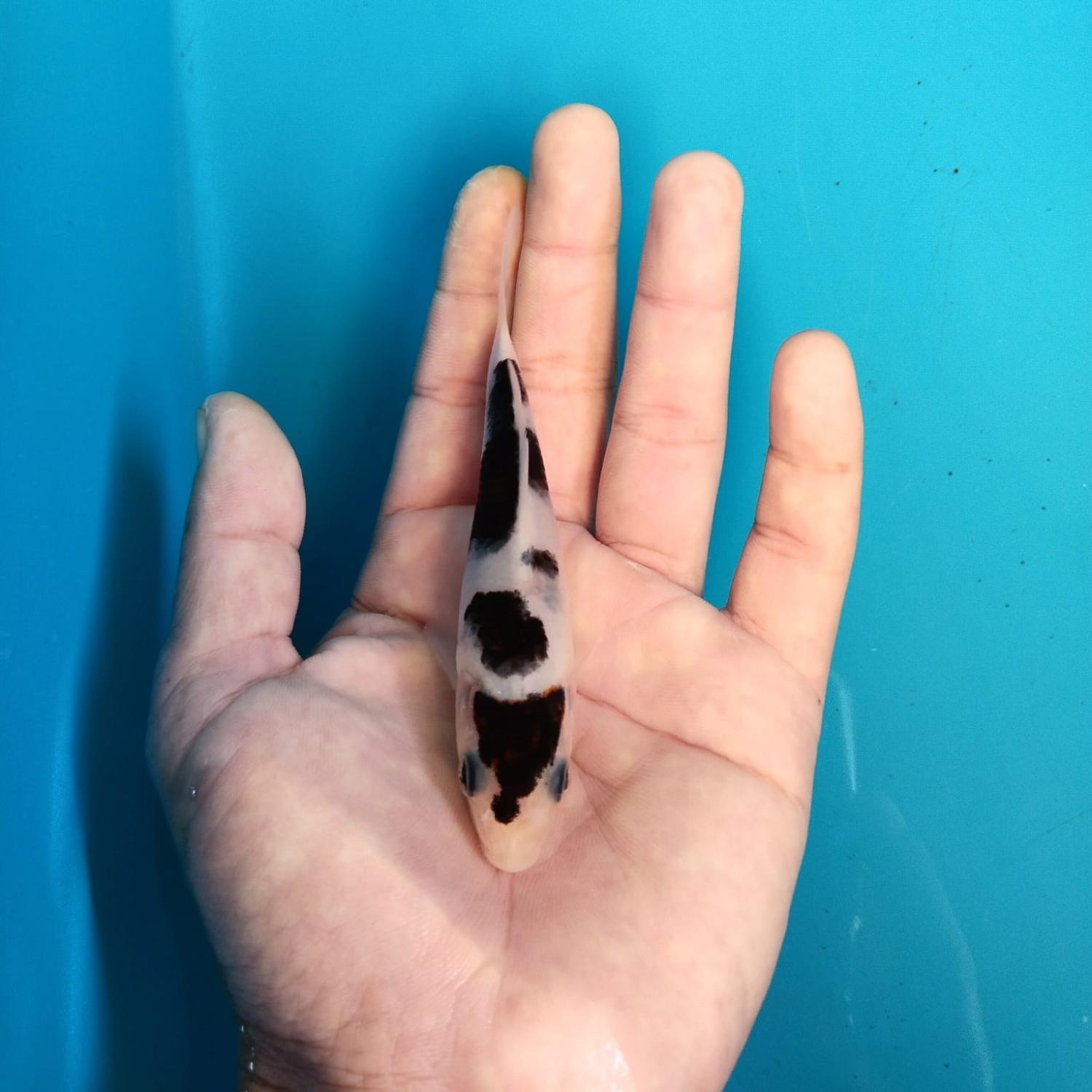 Juara 1