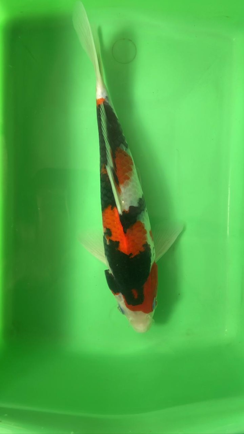 Juara 2