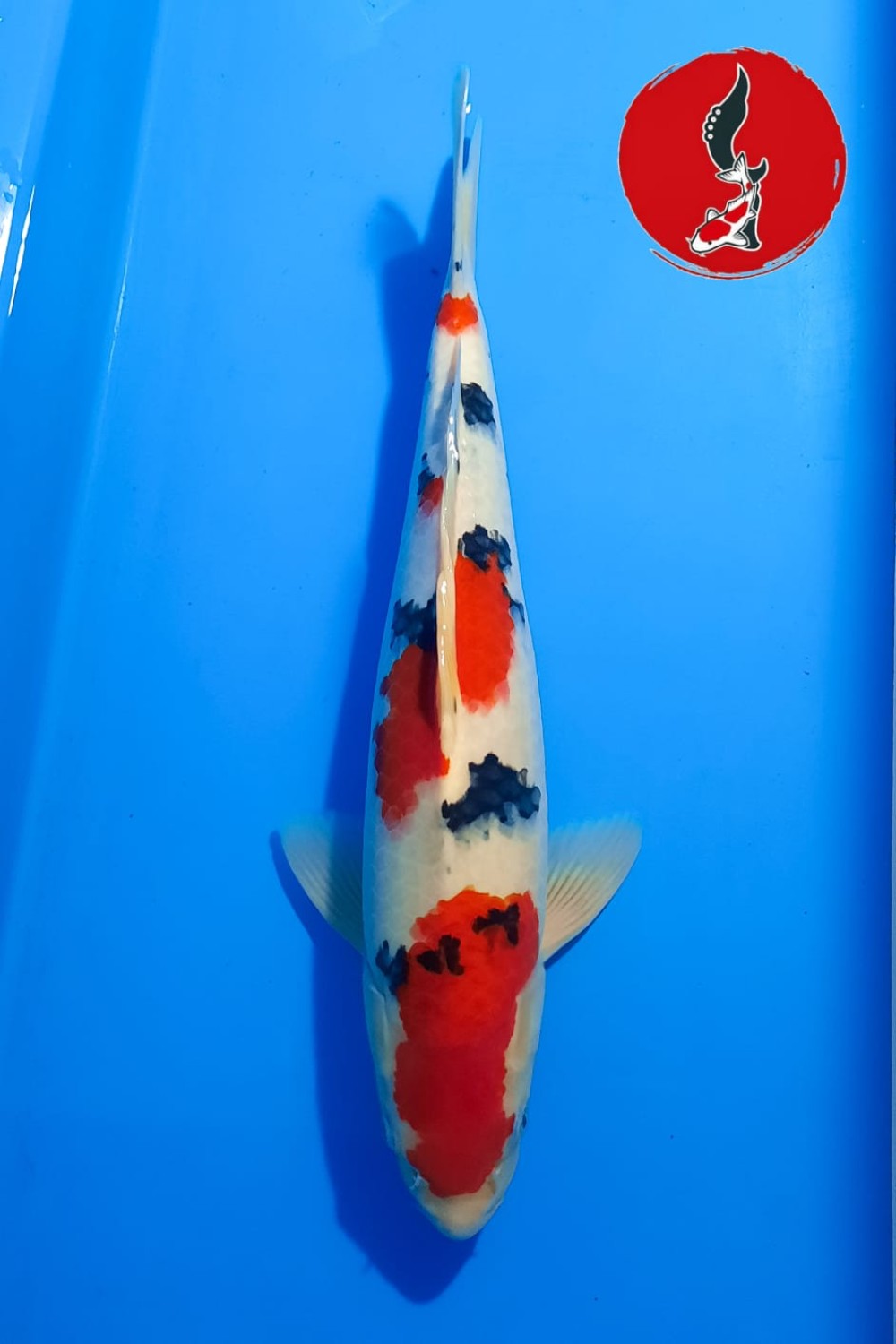 Juara 4