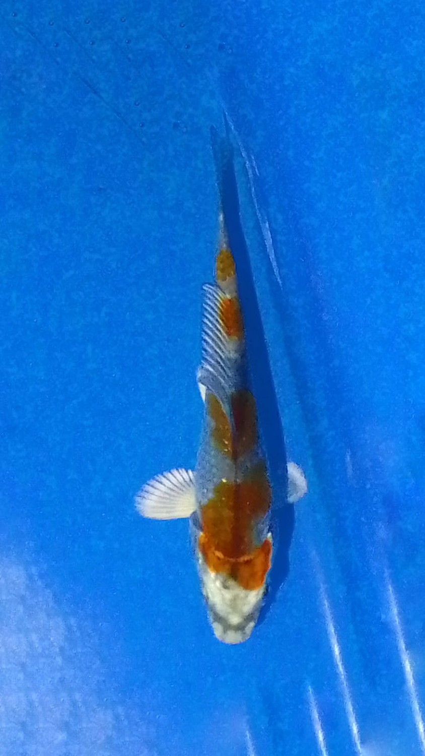 Juara 2