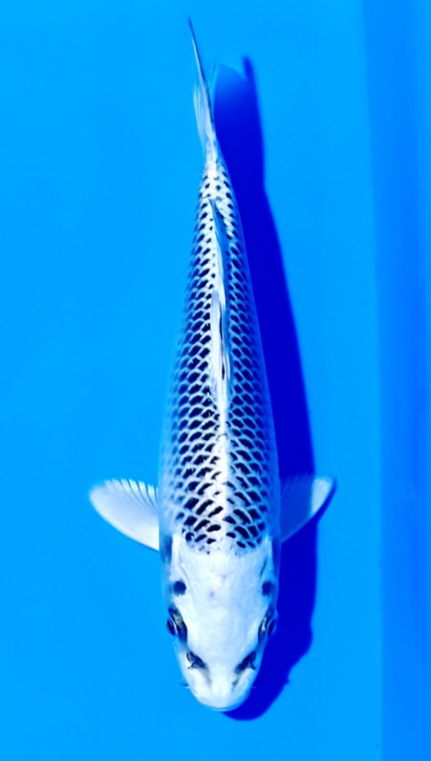 Juara 1