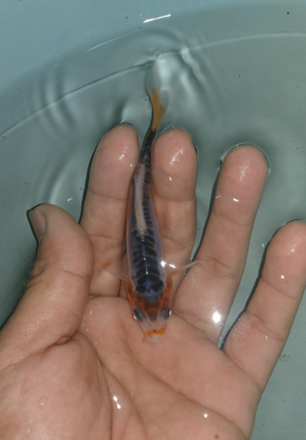 Juara 1