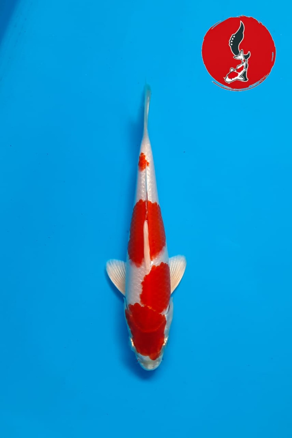 Juara 1