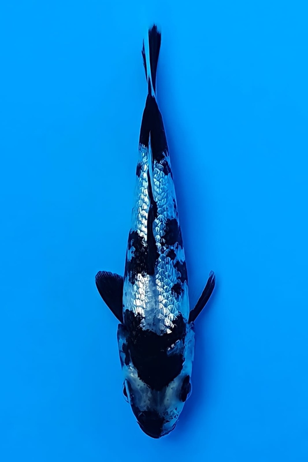 Juara 3