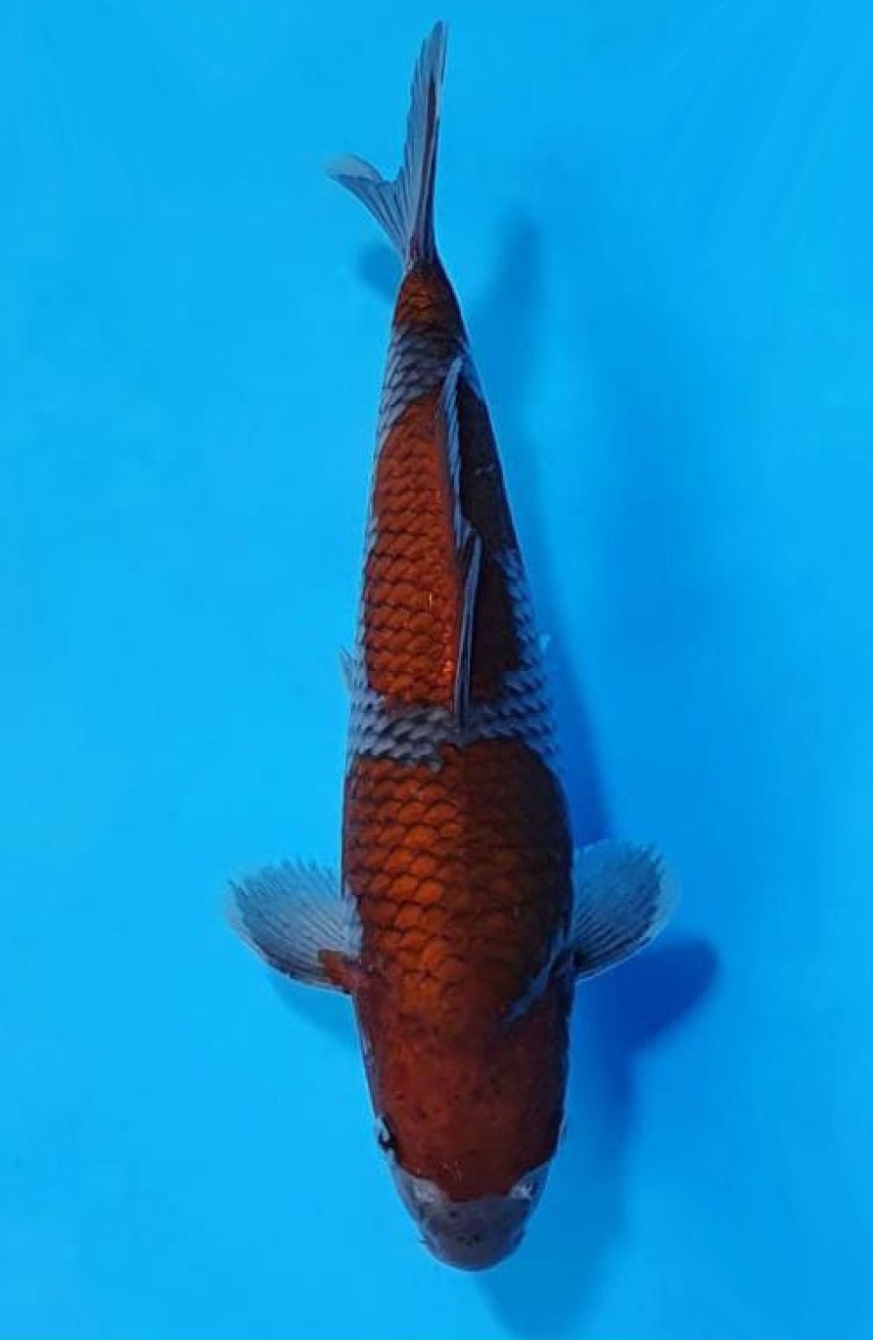 Juara 1