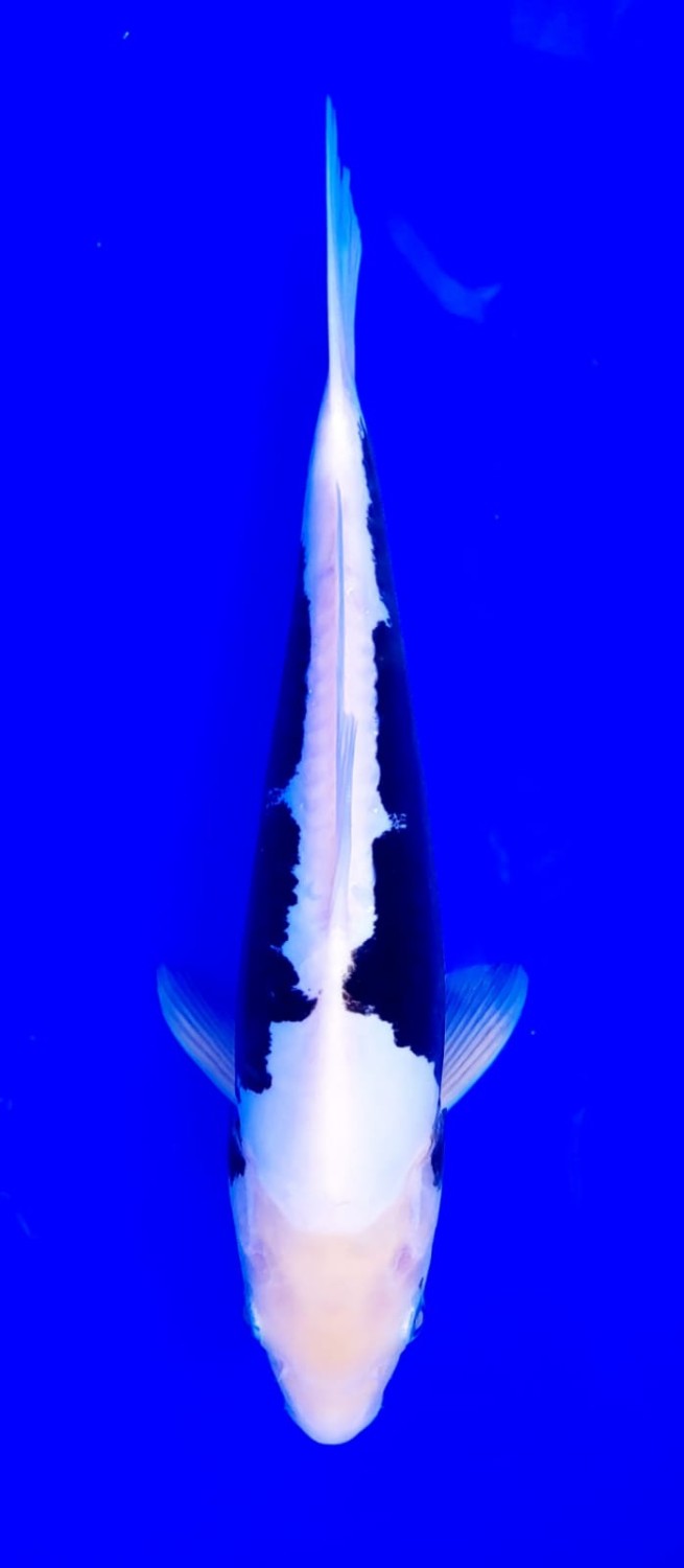 Juara 1