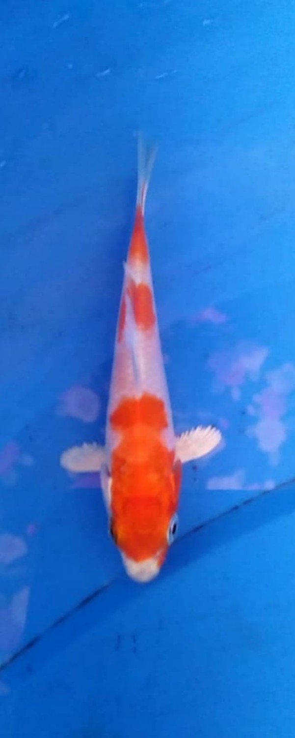 Juara 2