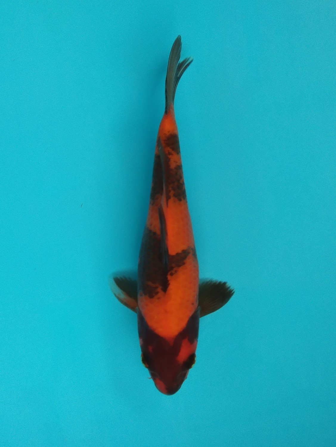 Juara 4