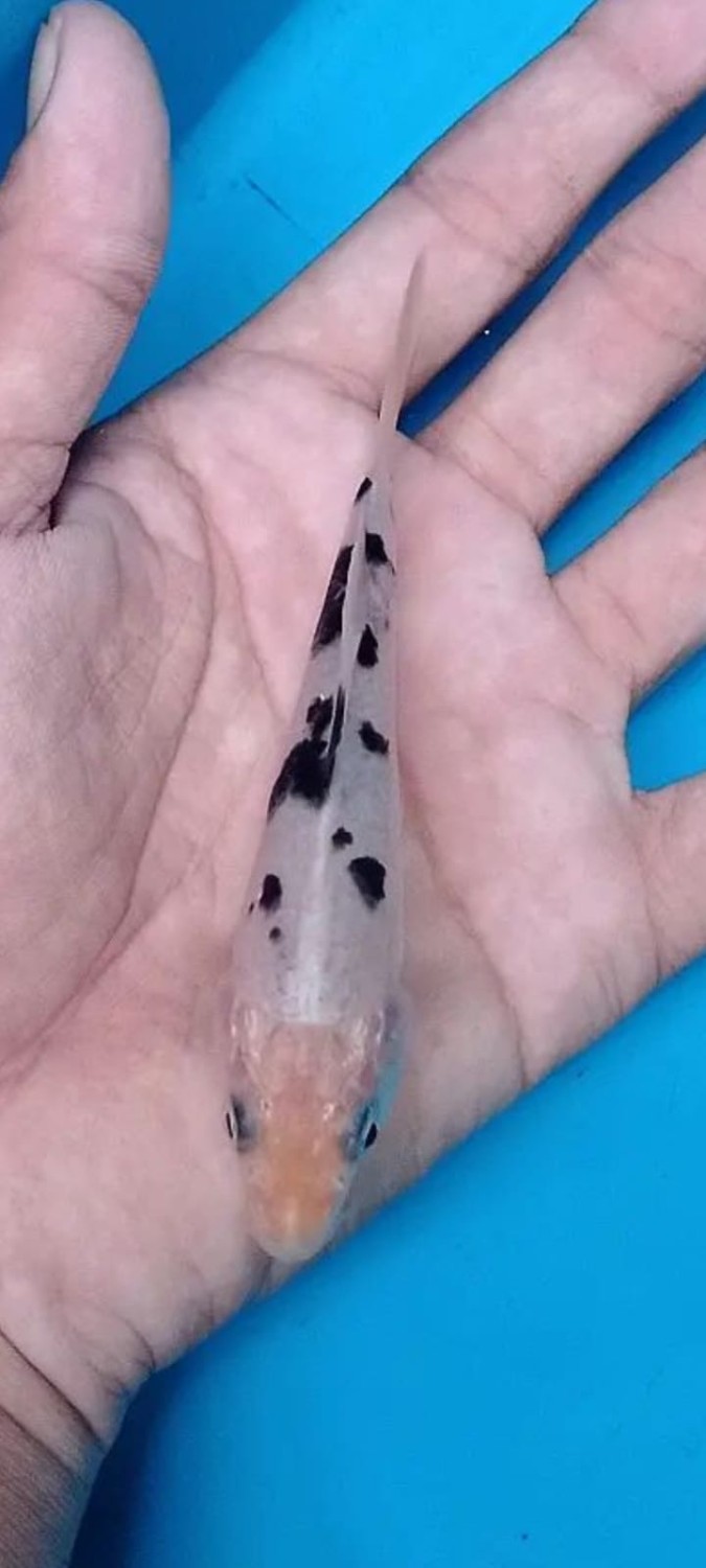 Best In Size D Up 10 cm