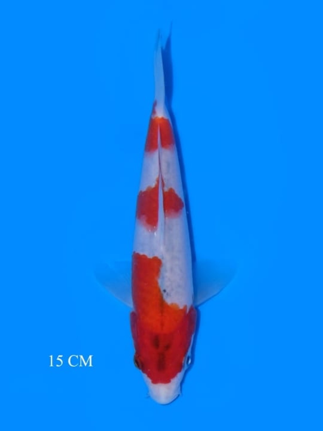 Juara 1