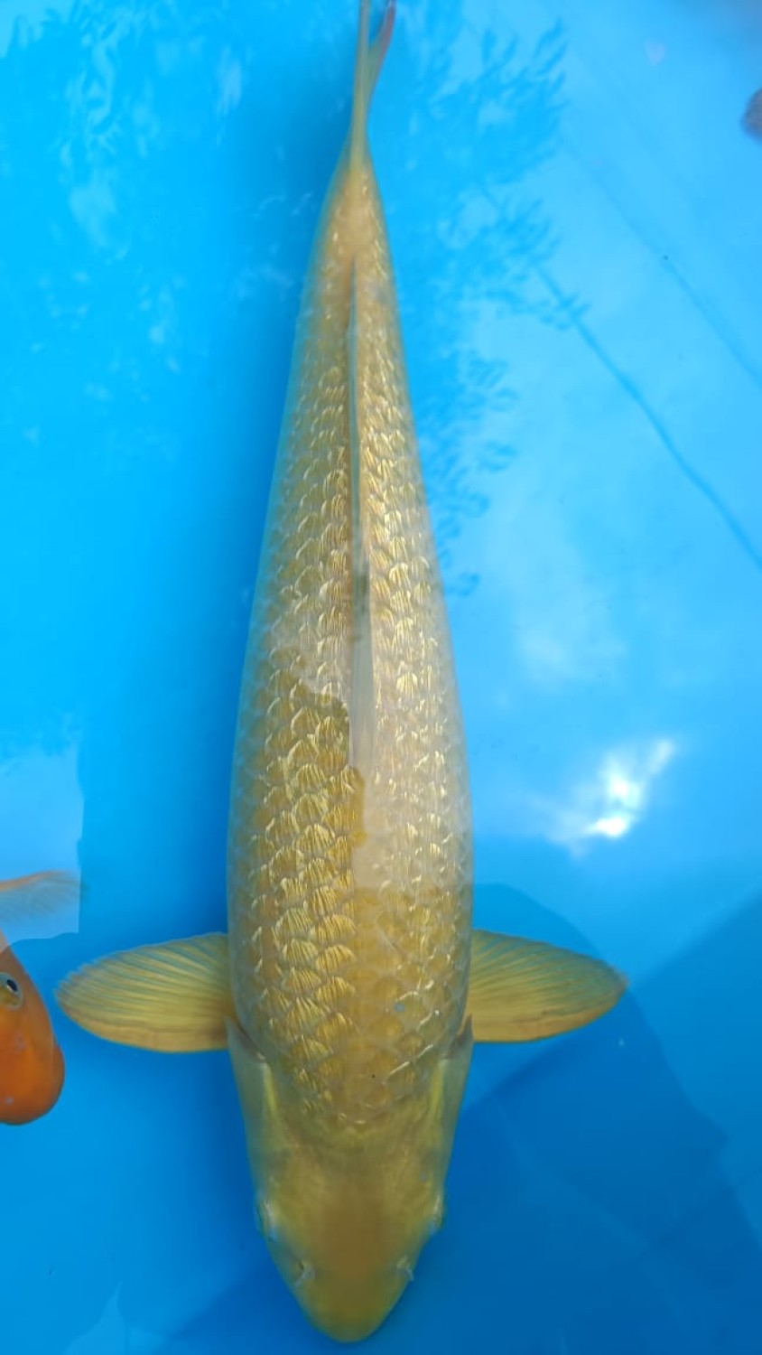 Juara 2