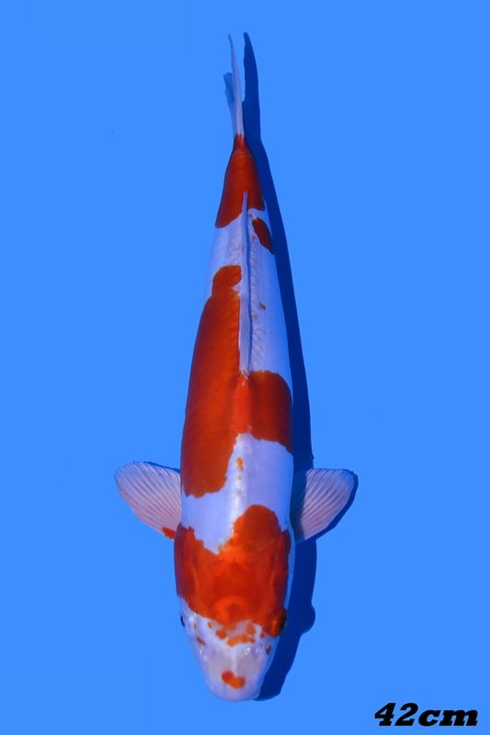Juara 1