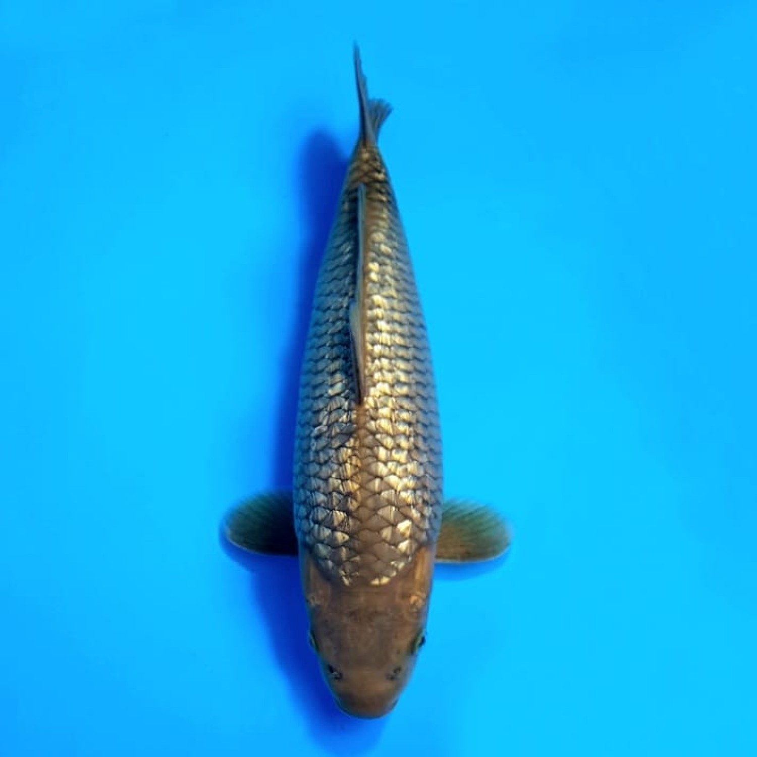 Best In Size E 31 - 35 cm