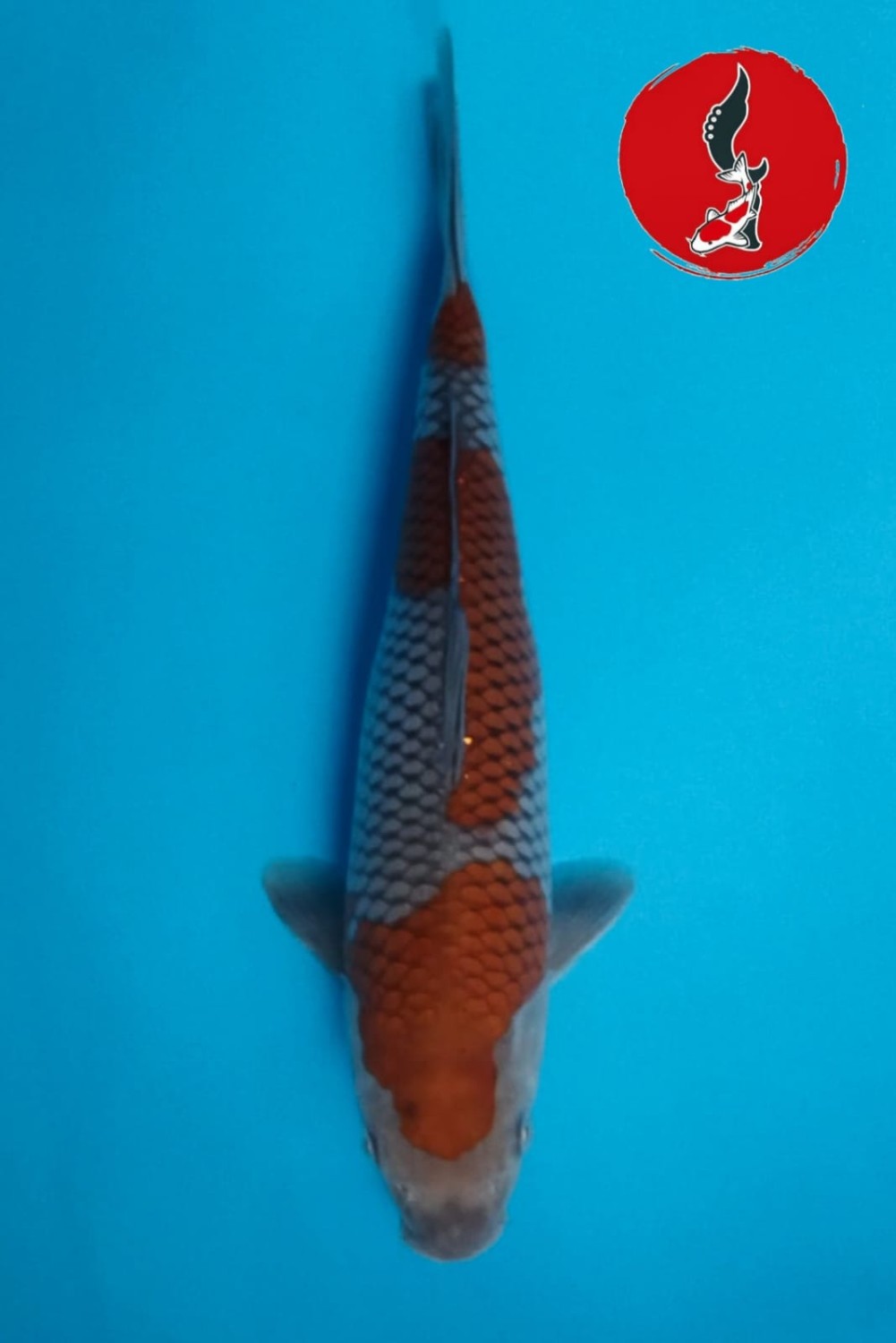 Best In Size B 31 - 35 cm
