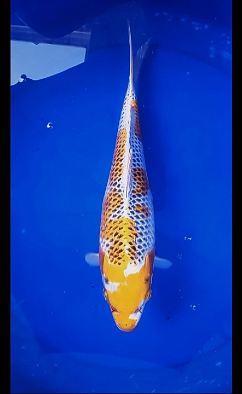 Juara 2