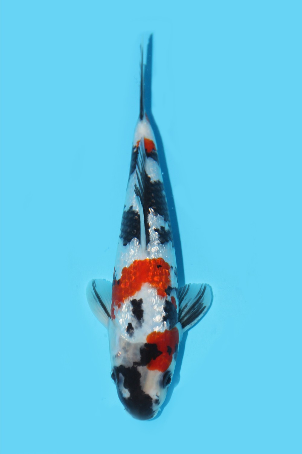 Juara 1