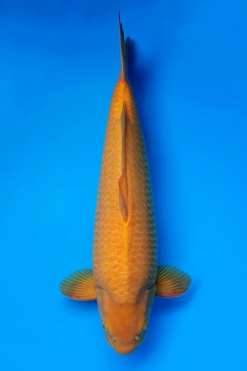 Juara 1