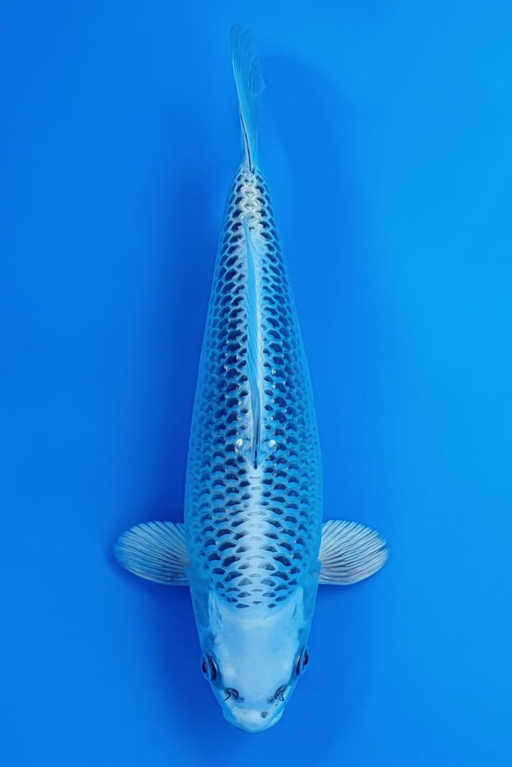 Juara 1