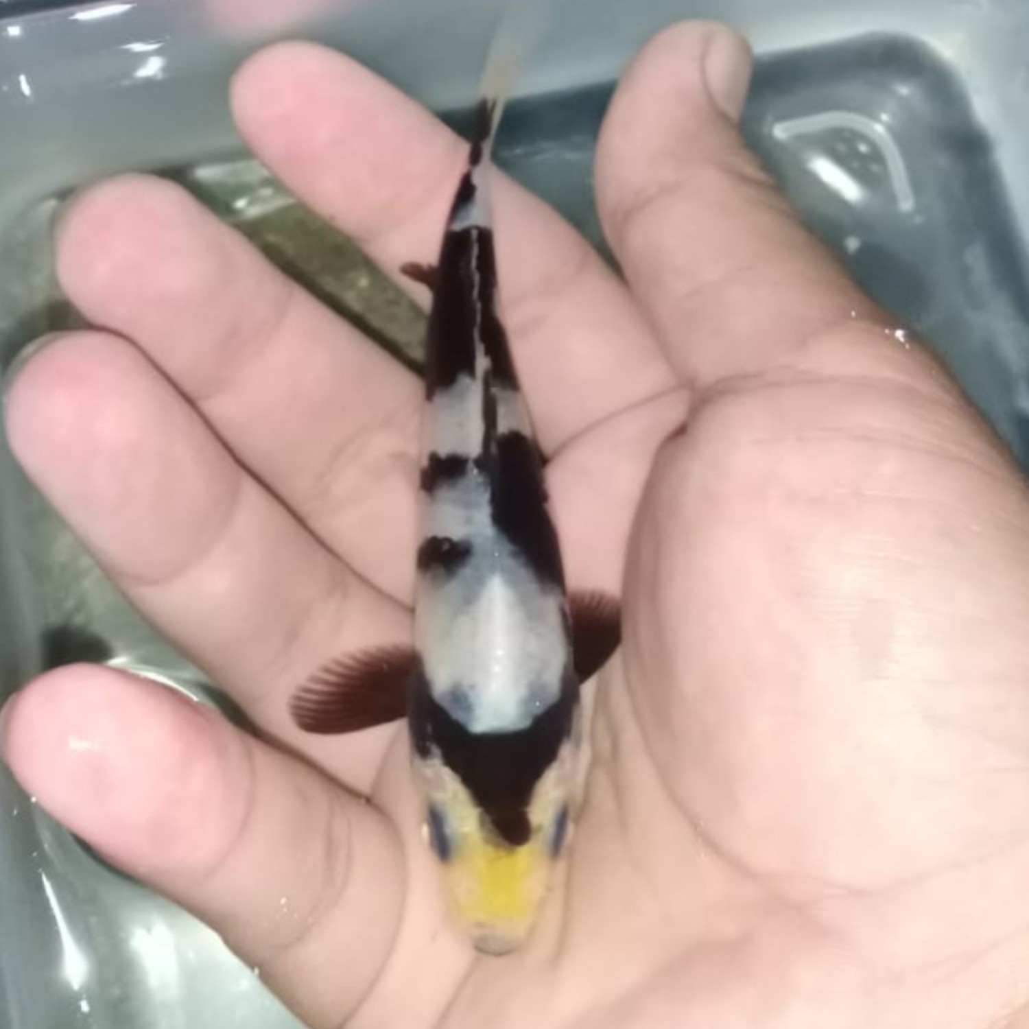 Best In Size B Up 10 cm