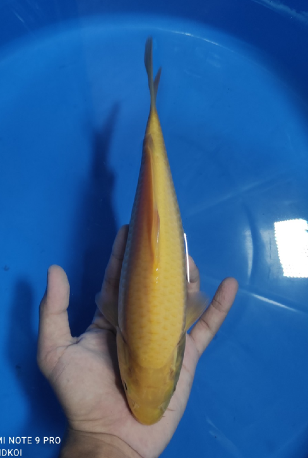 Juara 4