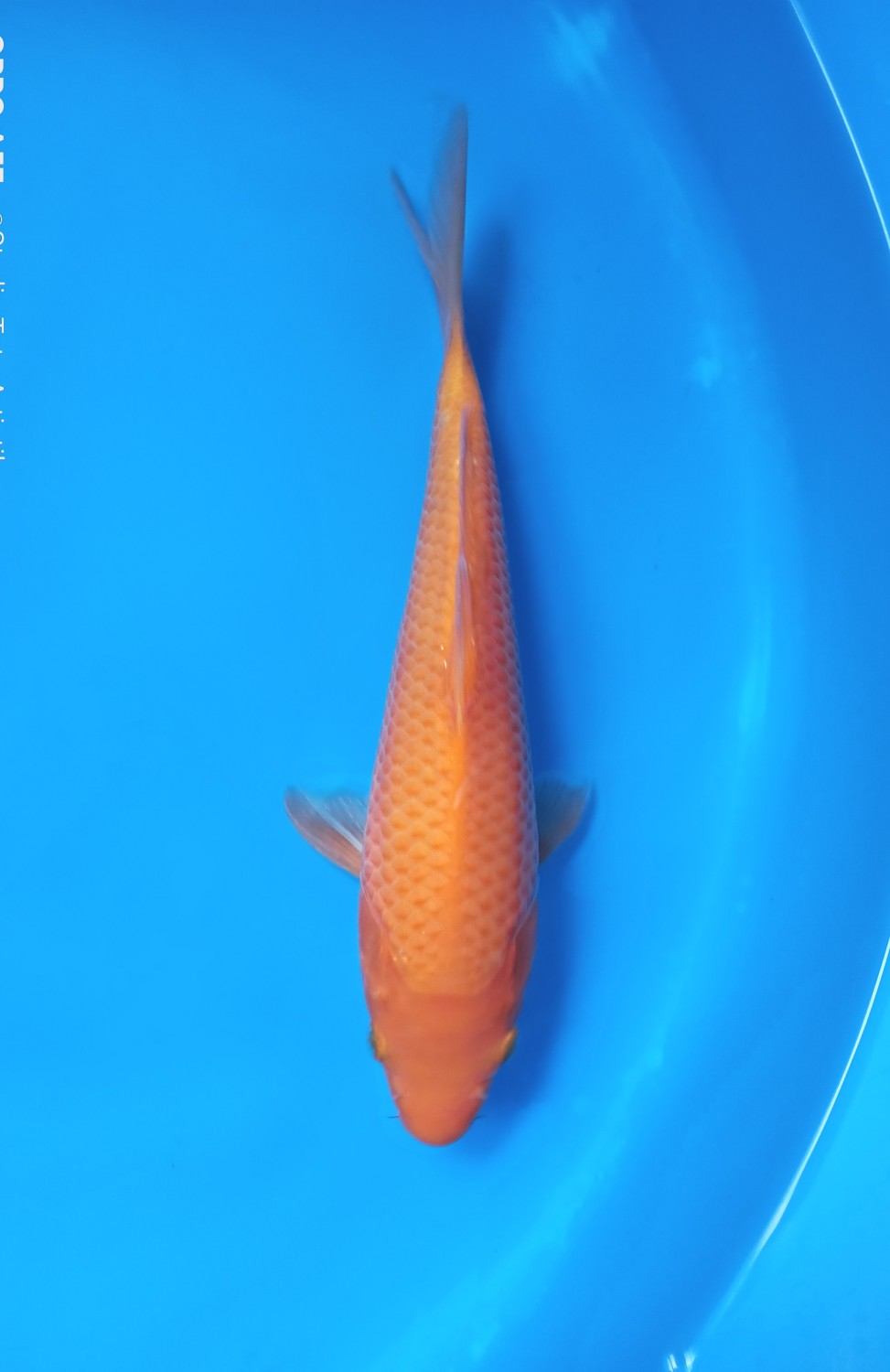 Juara 2