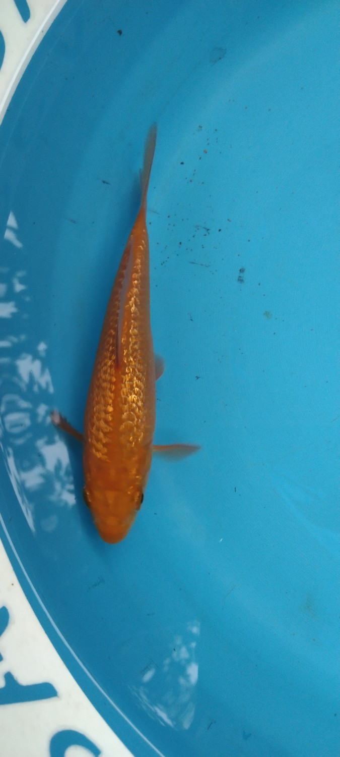 Juara 2