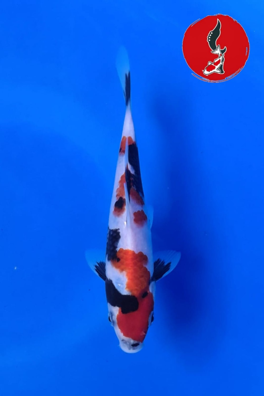 Juara 1