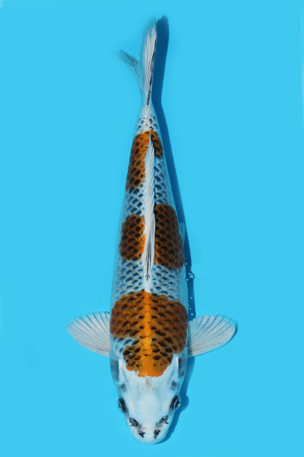 Juara 1