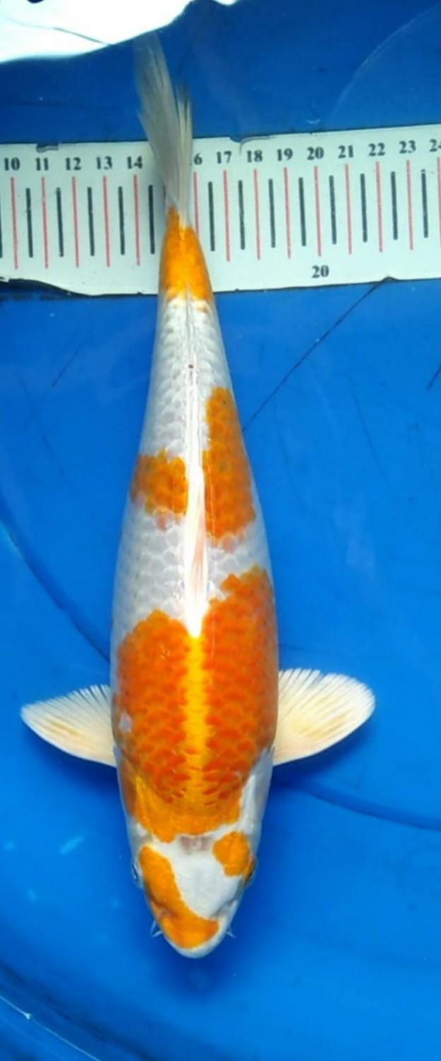 Juara 2