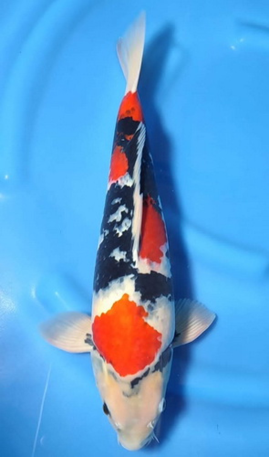 Juara 2