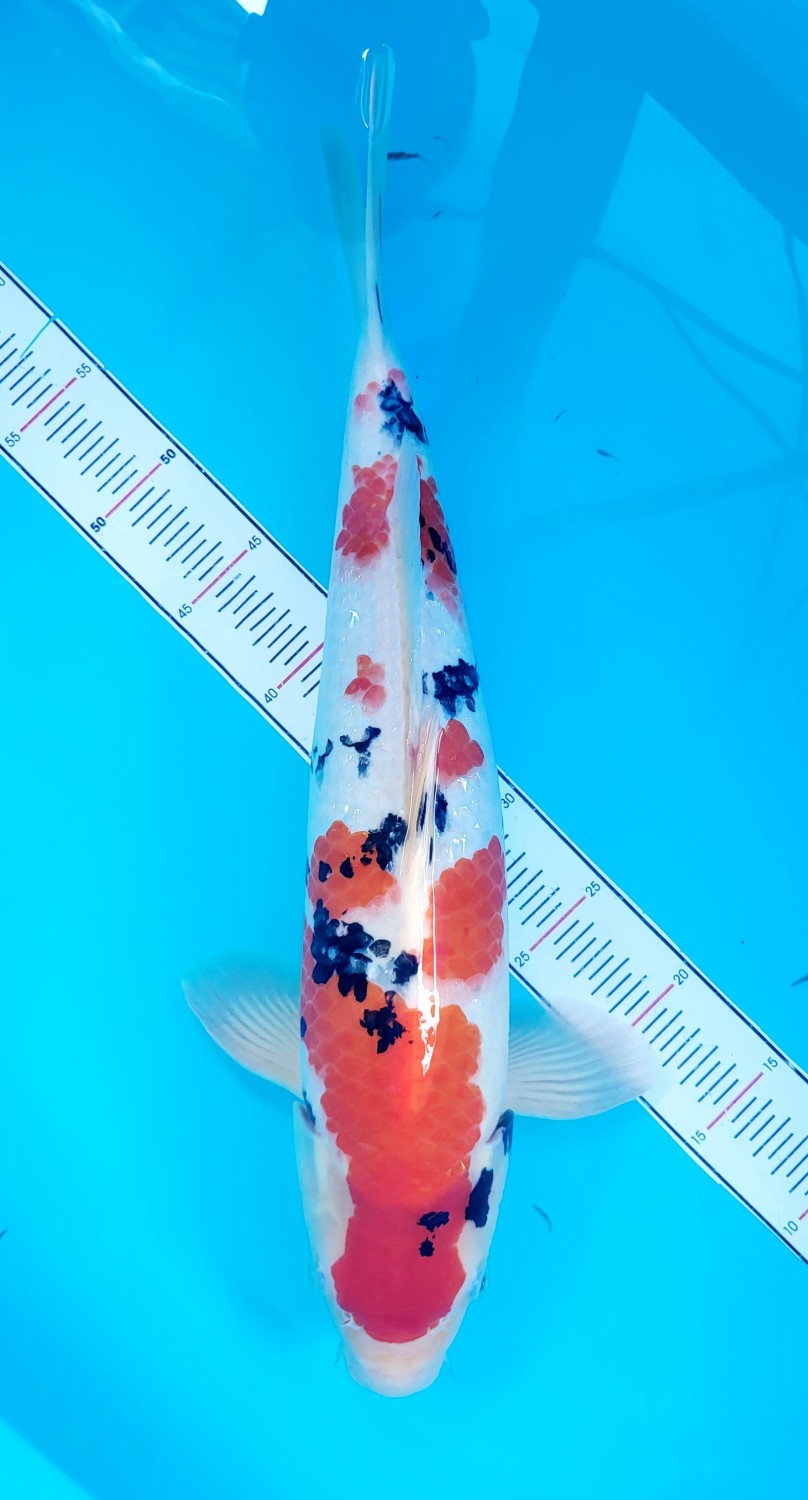 Juara 3