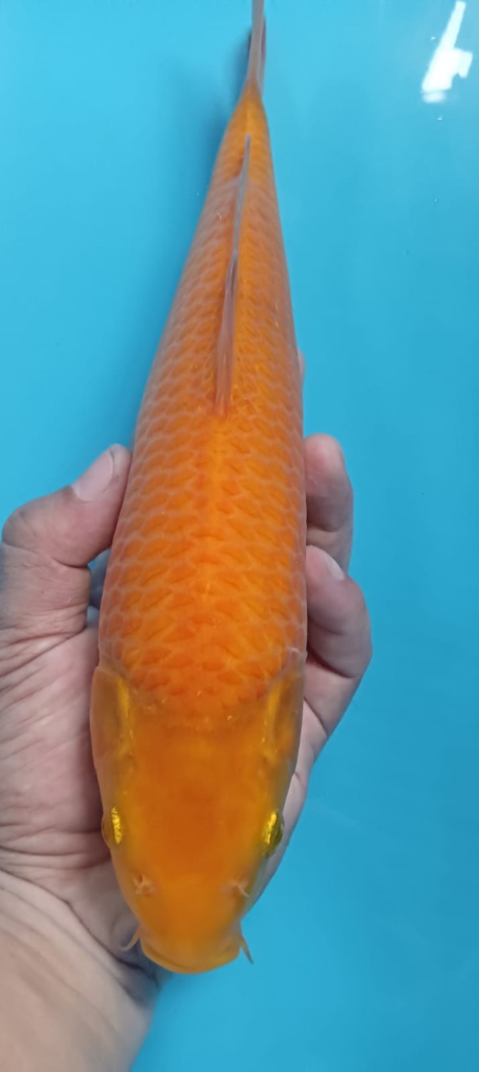 Juara 1
