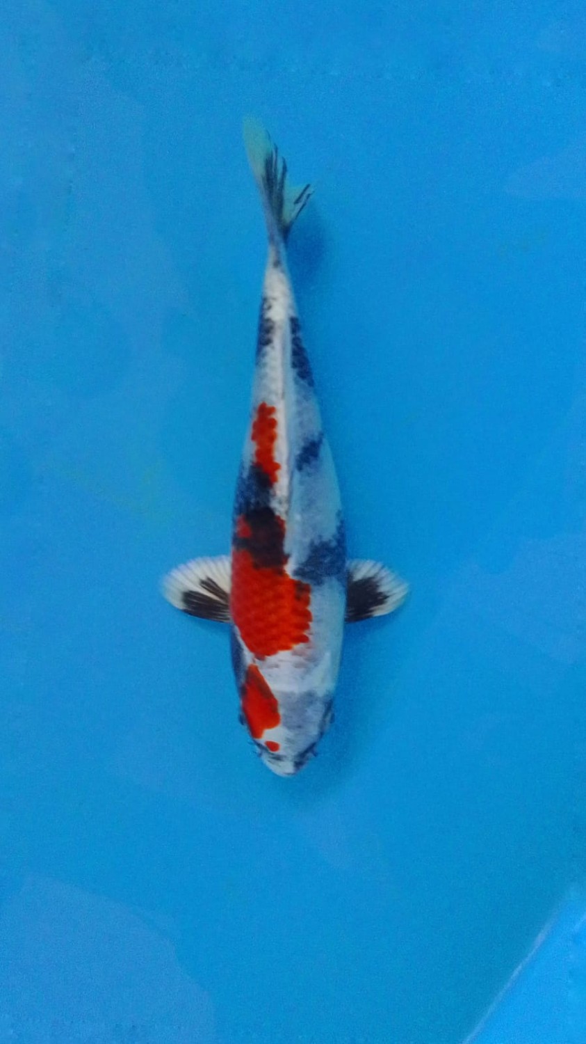 Juara 1