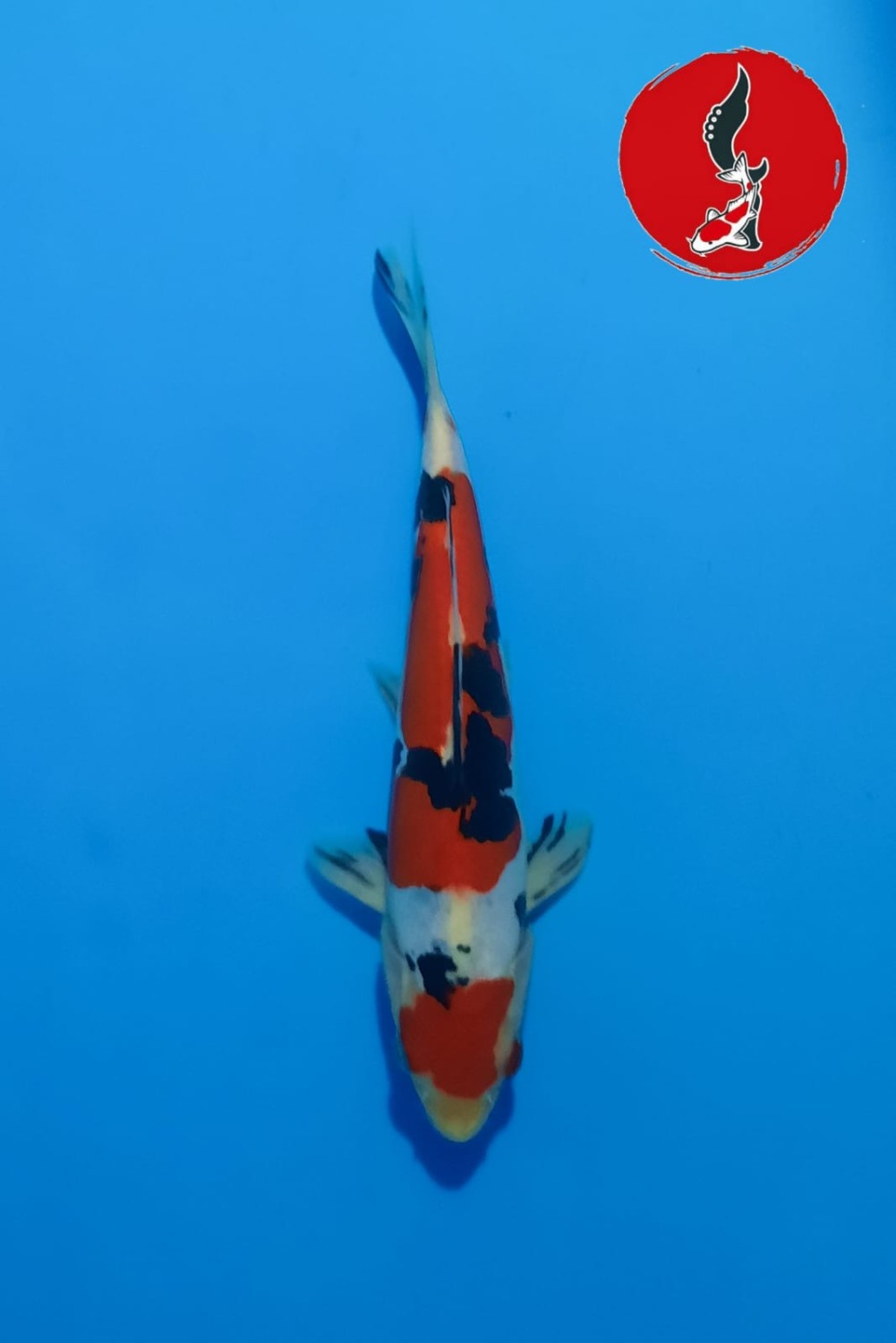 Juara 1